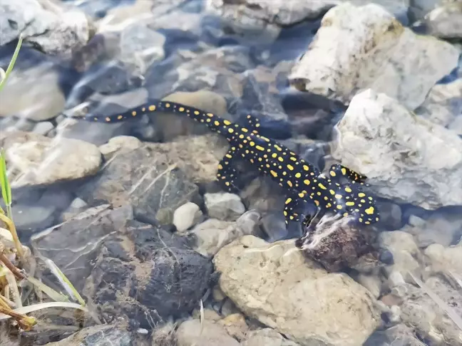Siirt'in Şirvan ilçesinde nesli tehdit altında olan sarı benekli semender görüldü