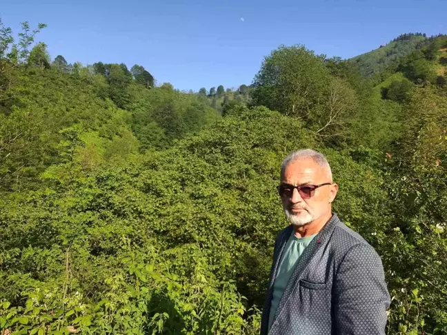 Giresun'da Fındık Rekoltesi Beklentilerin Altında