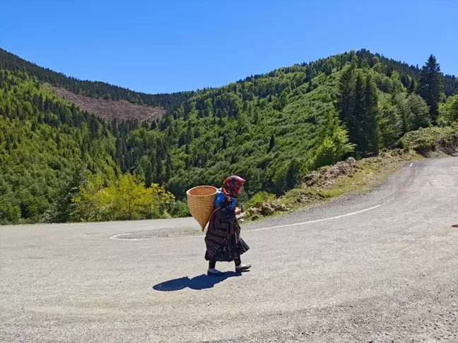 Doğu Karadeniz'de Büyükbaş Hayvanlar Yaylalara Göç Etmeye Başladı