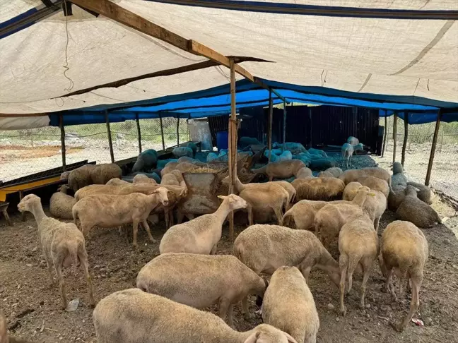 Esenyurt'ta Kurban Bayramı'na sayılı günler kala hayvan pazarında kurban alışverişi sürüyor