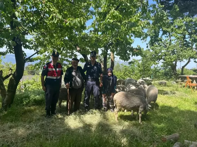 Uludağ eteklerinde kaybolan koyunlar bulundu