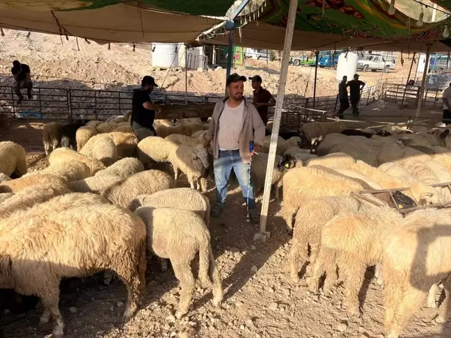 Ürdün'de İsrail saldırıları ve fiyat artışları nedeniyle kurbanlık talebi düşüşte