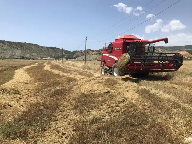 Çorum'un Dodurga ilçesinde çiftçiler arpa hasadına başladı