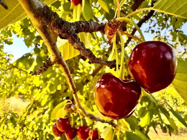 Afyonkarahisar'da Kiraz Üretimi Düşük