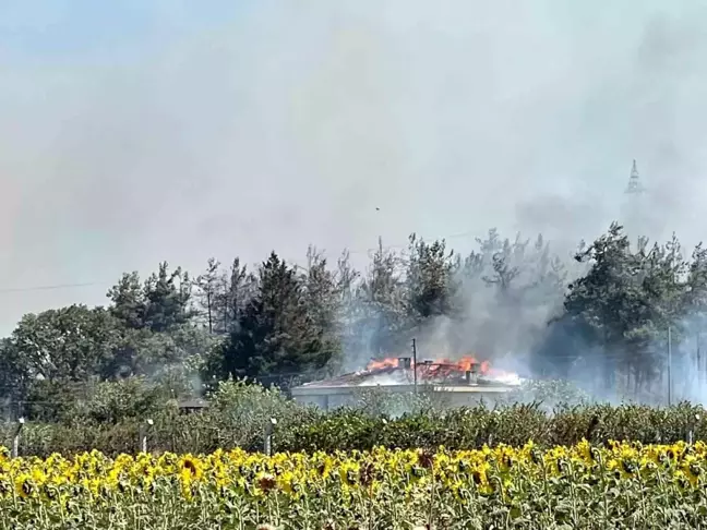 Bursa'da makilik alanda yangın çıktı