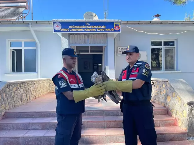 Yaralı Şahin Doğanşehir'de Tedavi Altına Alındı