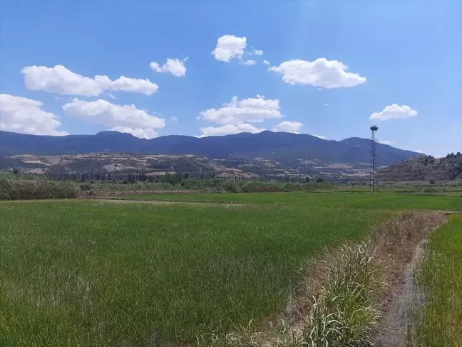 Çorum'un Dodurga ilçesinde leylekler yuvalarını kurdu