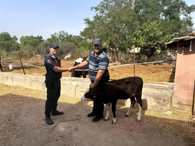 Edirne'de Kaybolan Buzağı Dron İle Bulundu