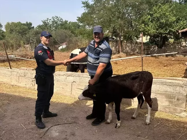 Edirne'de kaybolan buzağı dronla bulundu