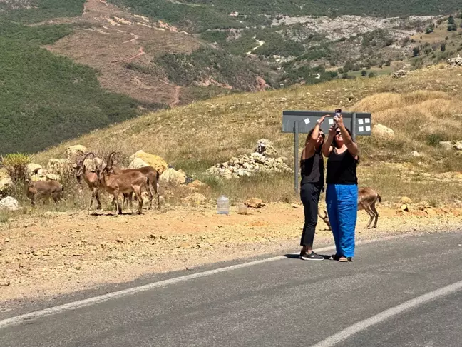 Tunceli'de Yaban Hayvanları İle İlgili Uyarı