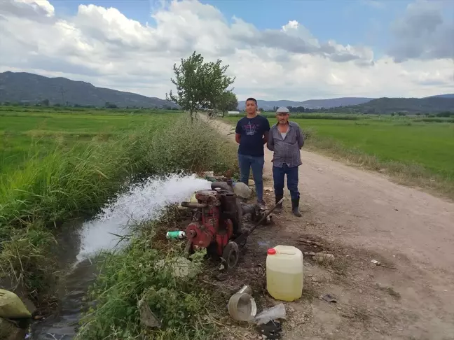 Sinop'ta çeltik tarlaları su sorunu yaşıyor