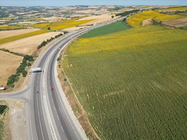 Tekirdağ'da Ayçiçeği Tarlaları Renkli Bir Seyahat İmkanı Sunuyor