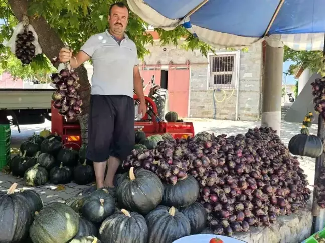 Erdek'te Kapıdağ Mor Soğanı Hasadı Başladı