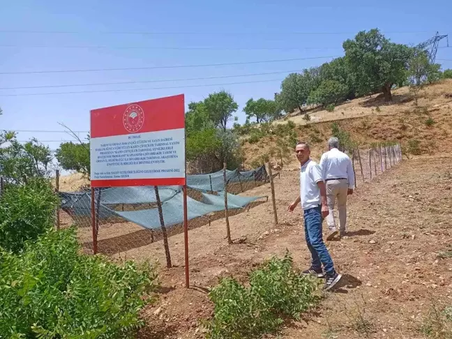 Siirt'te Salep Üretim Projesi Başladı