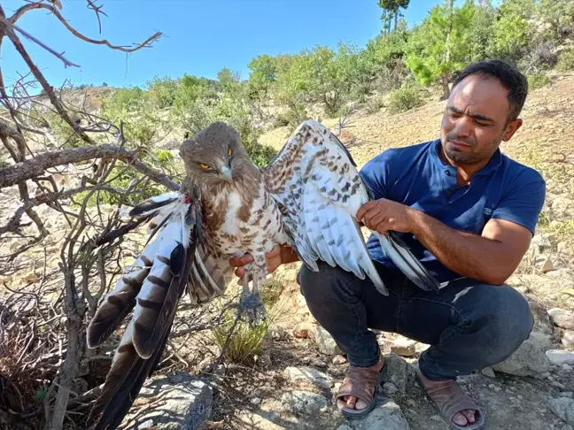 Mersin'de Yaralı Kartal Tedavi Altına Alındı