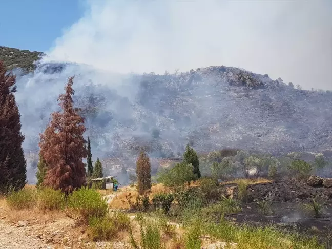 İzmir Selçuk'ta Ormanlık Alanda Yangın Çıktı