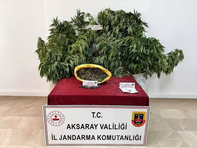 Aksaray'da 4 Kilogram Esrar ve 592 Kök Hint Keneviri Ele Geçirildi