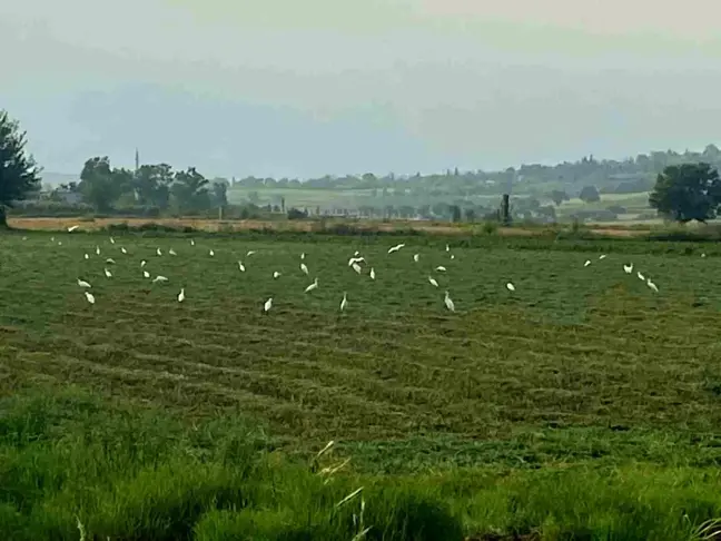 Osmaniye'de çiftçilerin zararlı haşere ve böceklerle mücadelesine göçmen kuşlardan destek