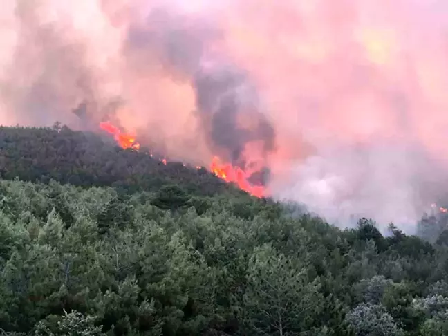 Uşak'ta Ormanlık Alanda Yangın Çıktı