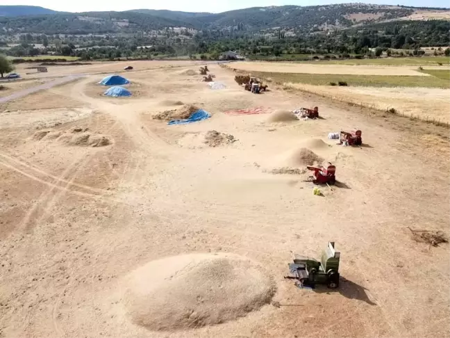 Yozgat'ta Yeşil Mercimek Hasadı Devam Ediyor