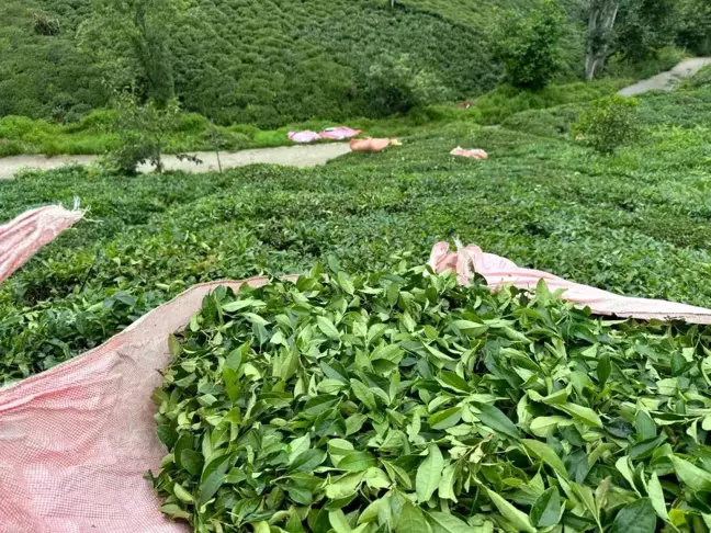 ÇAYKUR, çay alım kontenjanını düşürdü