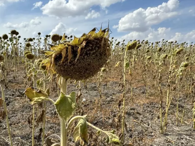 Trakya'da Kuraklık ve Sıcaklar Ayçiçeği Üretimini Olumsuz Etkiliyor