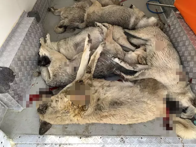 Çankaya'da Yanık İzleri Bulunan 6 Köpek Ölü Bulundu