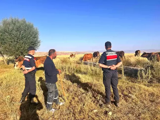 Kayseri'de kaybolan hayvanlar bulundu