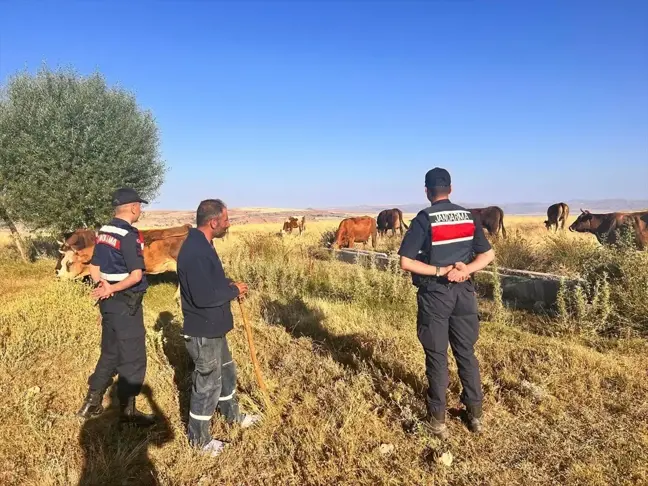 Kaybolan 10 Büyükbaş Hayvan Dron Yardımıyla Bulundu