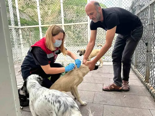 Artvin'de Kuduz Şüphesiyle Hayvan Hareketliliğine Kısıtlama