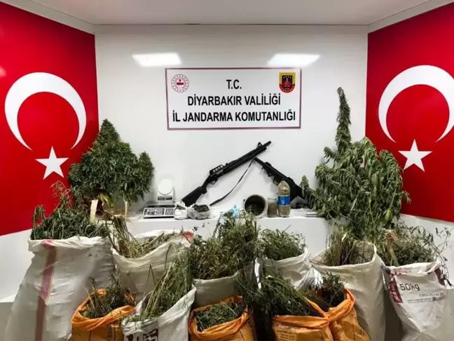 Diyarbakır'da büyük uyuşturucu operasyonu: 177 bin 495 kök kenevir ve skunk ele geçirildi