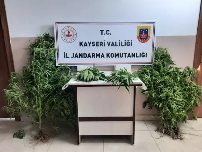 Kayseri'de Hint keneviri yetiştiricileri gözaltına alındı