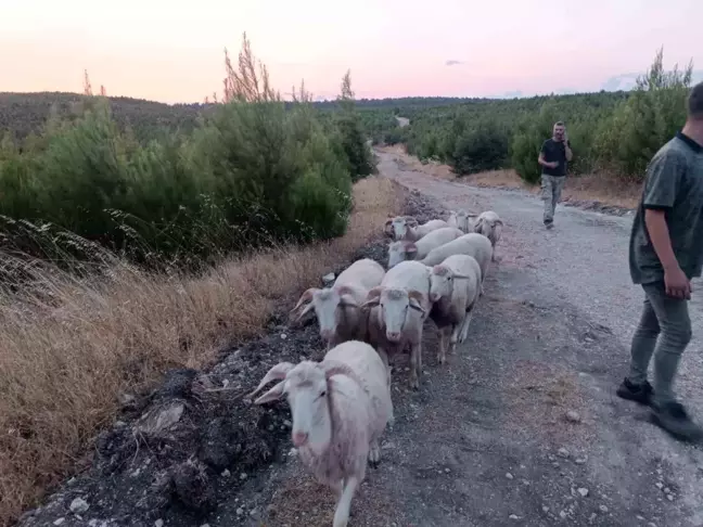 Soma'da kaybolan 9 koyun dron yardımıyla bulundu