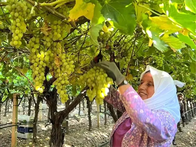 Manisa Sarıgöl'de Üzüm Hasadı Başladı