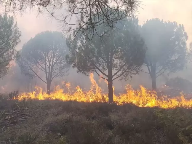 Yalova'nın Armutlu ilçesinde çıkan yangına müdahale ediliyor