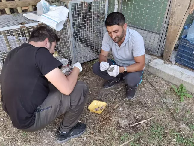 Isparta'da Tedavi Edilen Kukumav Yavruları Doğaya Bırakıldı