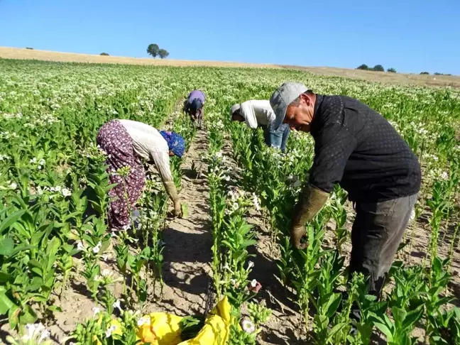 Kütahya'nın Tütünkenti Hisarcık'ta Tütün Üreticileri Azalıyor