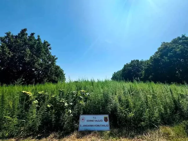 Edirne'de Kamufle Edilmiş 120 Bin Kök Kenevir Bitkisi Ele Geçirildi