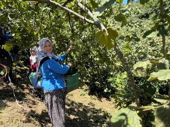 Giresun'da Fındık Hasat Sezonu Başladı