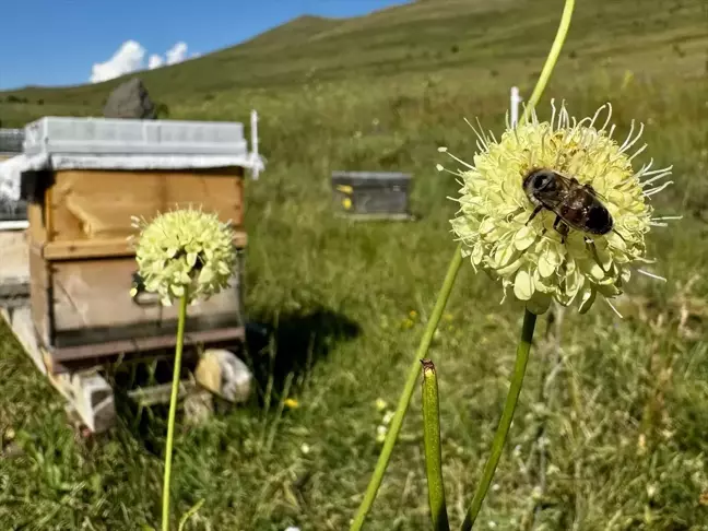 Erzurum Yaylaları, Arıcıların Tercih Sebebi