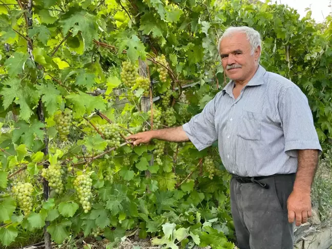 Yusufeli'de Taşınan Bağlarda Üzüm Hasadı Başladı