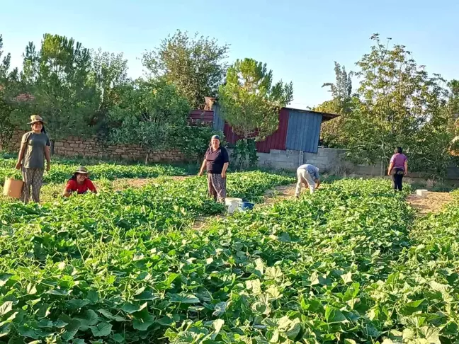 Afyonkarahisar'da Kornişon Salatalık Hasadı Başladı