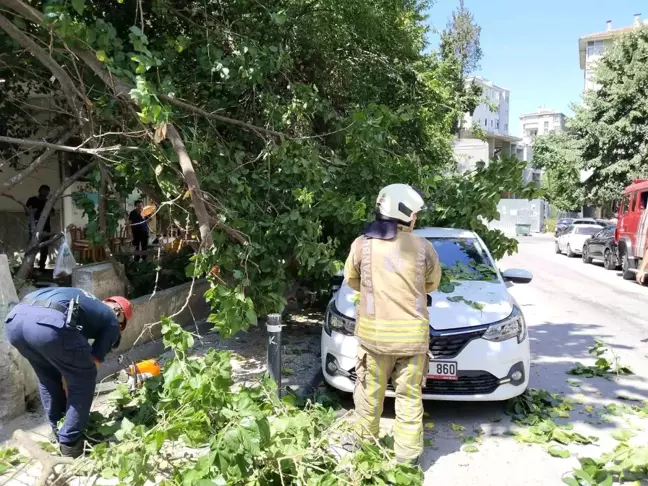 Kadıköy'de ağaç dalları otomobilin üzerine devrildi