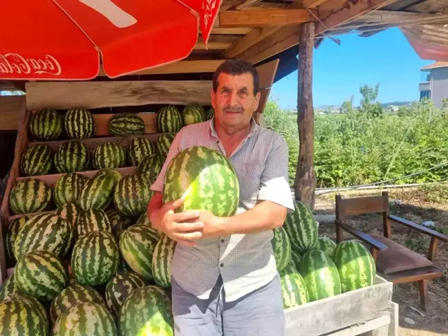 Sinoplu Karpuz Üreticisi: Bu Yıl Karpuz Rekoltemiz Yüksek