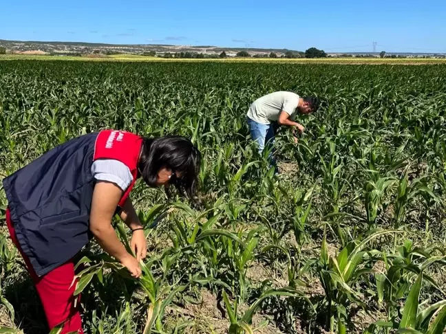 Kırklareli'nde yerli mısır çeşitlerinin gelişimi incelendi