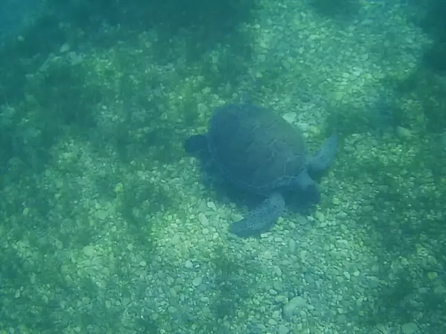 Muğla'da Yeşil Deniz Kaplumbağaları Görüntülendi