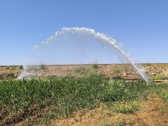 Sulama Borusunun Patlamasıyla Mısır Tarlası Sular Altında Kaldı