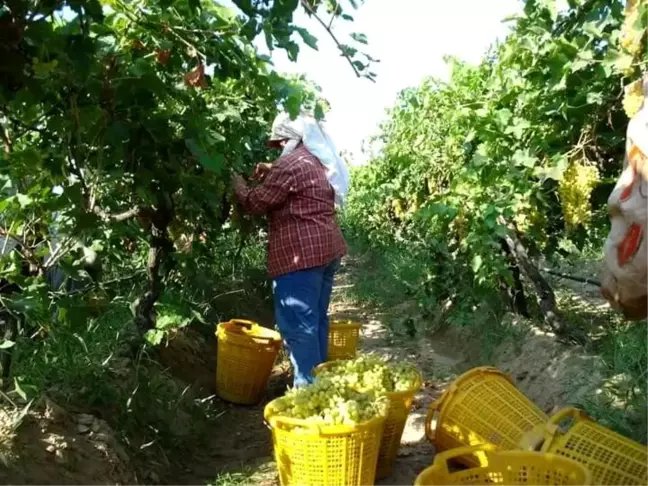 Manisa Sarıgöl'de Üzüm Hasadı Başladı