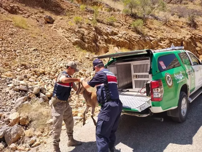 Erzincan'da bitkin halde bulunan dağ keçisi doğaya salındı