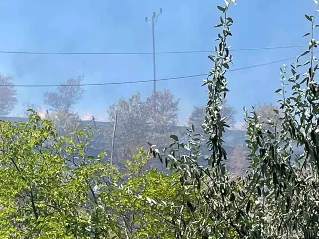 Arguvan'da çıkan yangında meyve ağaçları zarar gördü